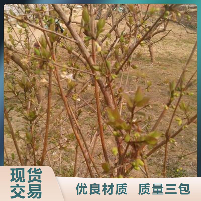 杈杷果生產廠家|杈杷果定制