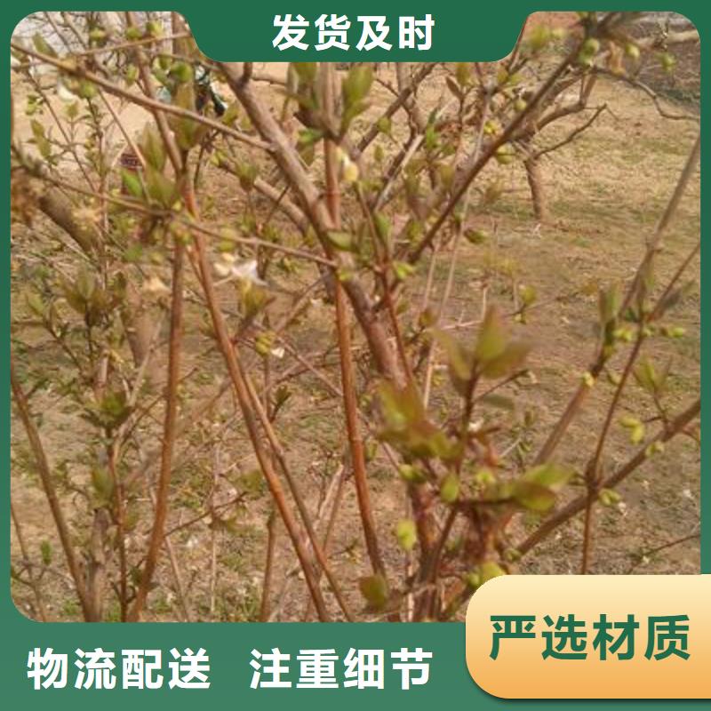 杈杷果多家合作案例廠家直接面向客戶
