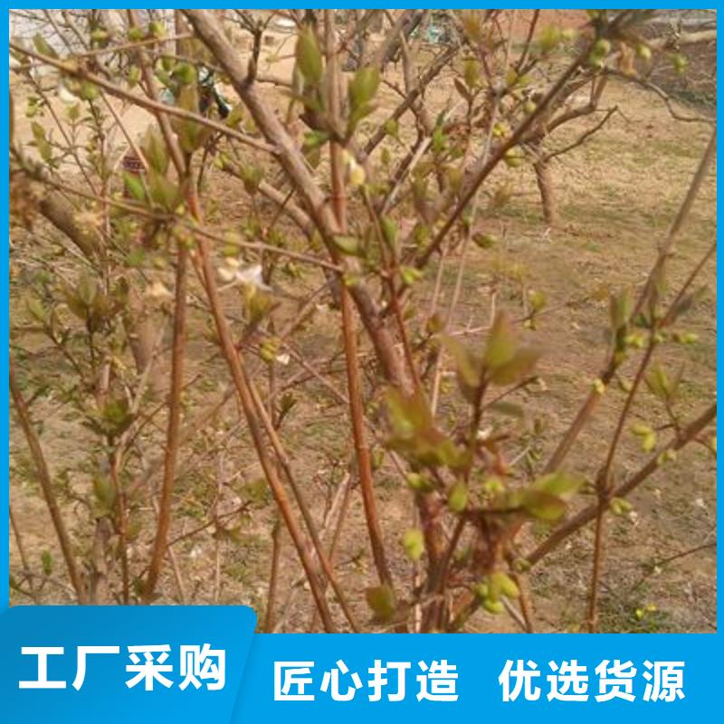杈杷果源頭工廠