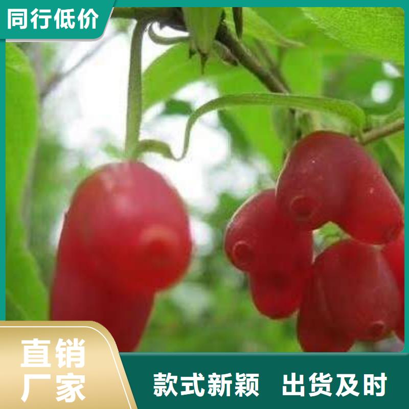 供應(yīng)批發(fā)杈杷果-品牌