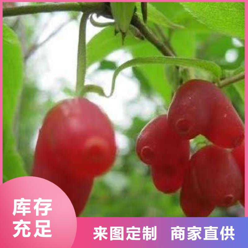 定制杈杷果_品牌廠家