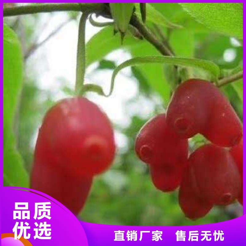 杈杷果-杈杷果基地