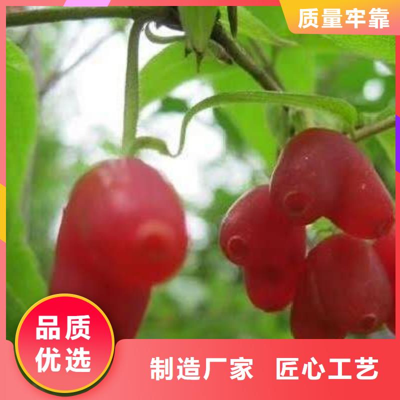 杈杷果-杈杷果專業(yè)生產(chǎn)