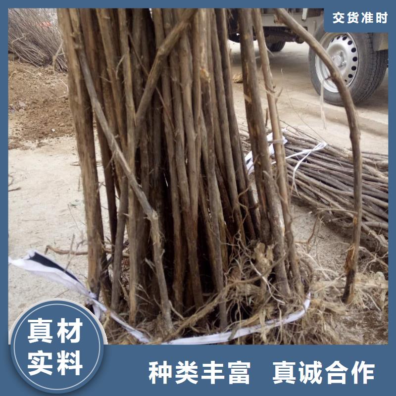 杈杷果生產(chǎn)廠家|杈杷果定制