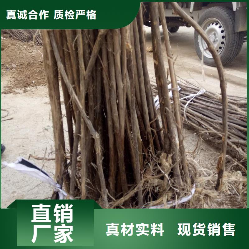 杈杷果_多年生產(chǎn)經(jīng)驗(yàn)廠家