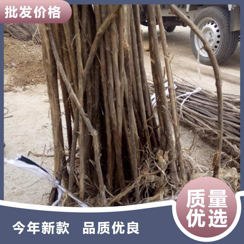 實力雄厚的杈杷果加工廠家