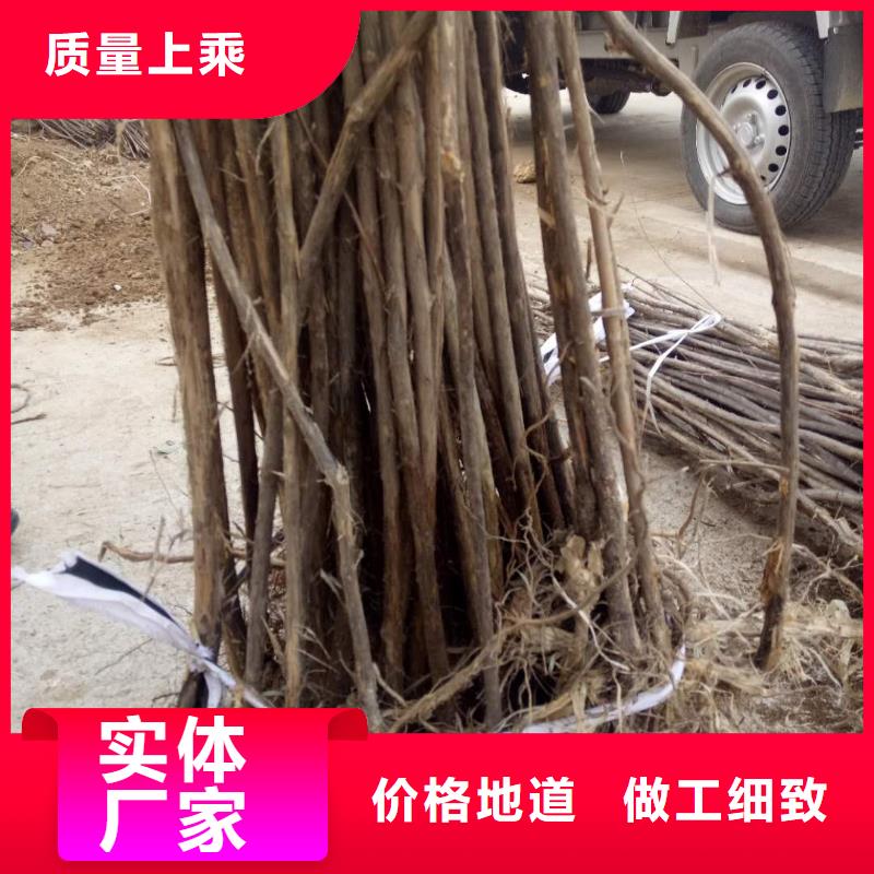 杈杷果_杈杷果