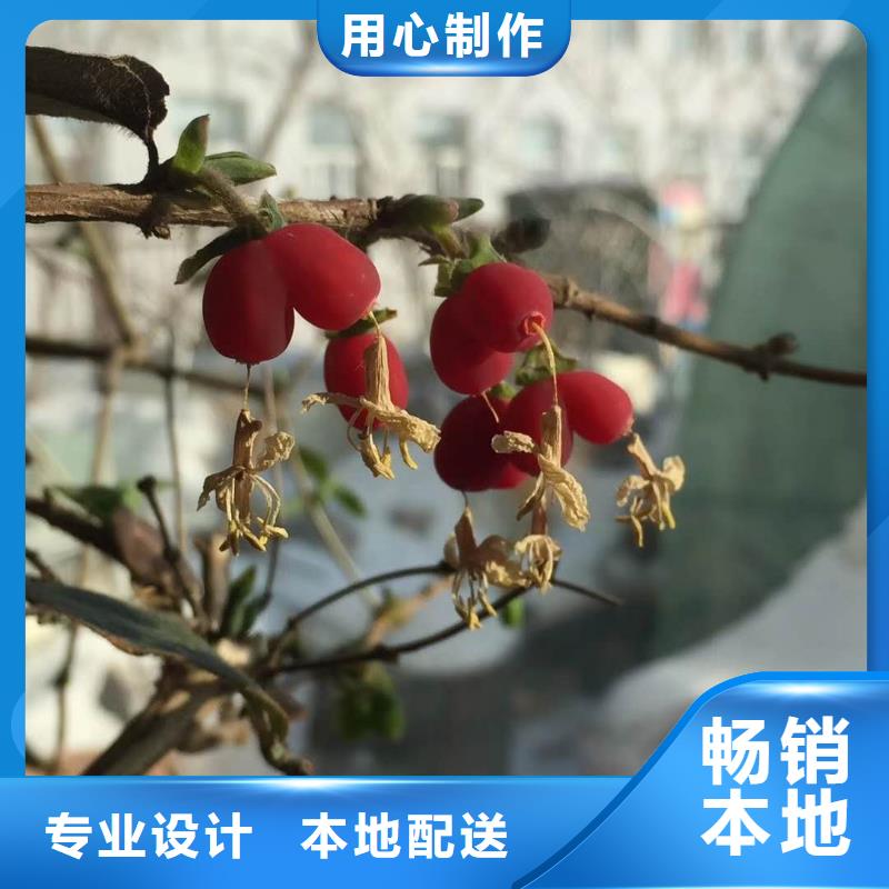 杈杷果廠家現(xiàn)貨廠家銷(xiāo)售