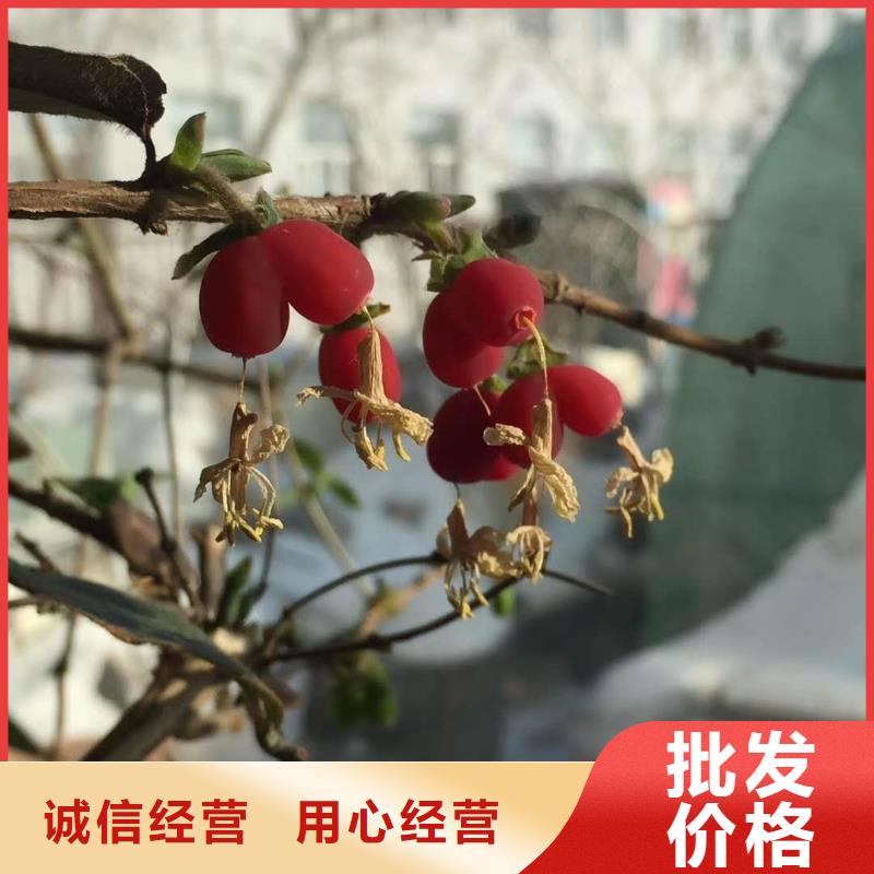 杈杷果-杈杷果基地