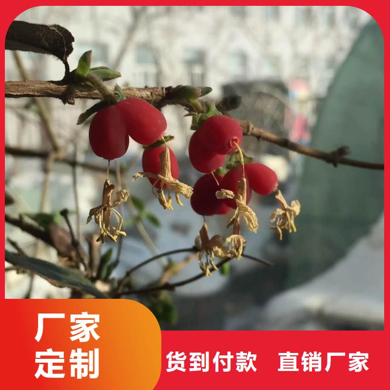 杈杷果有優(yōu)惠來圖加工定制