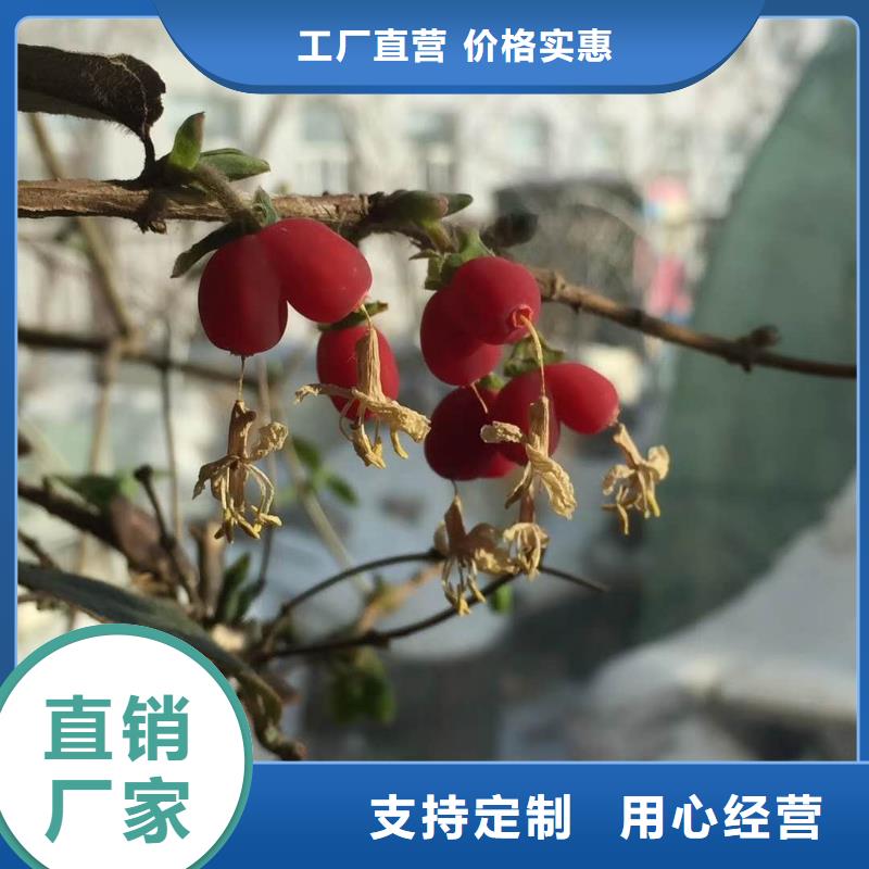 的杈杷果廠家