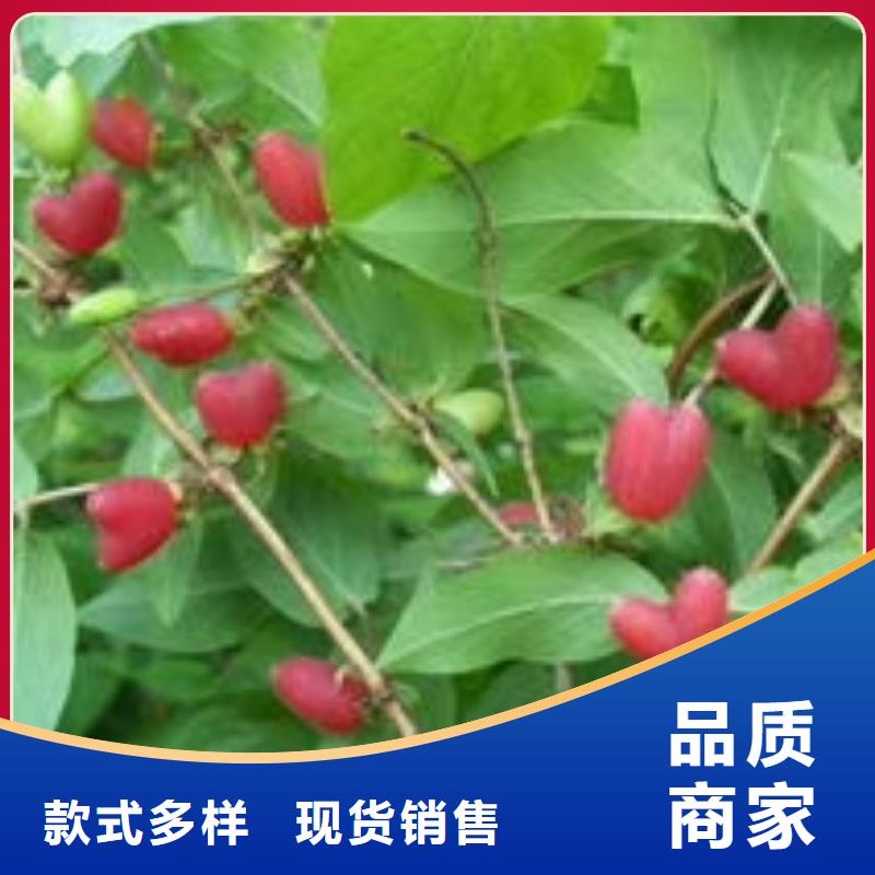 生產(chǎn)杈杷果的當(dāng)?shù)貜S家