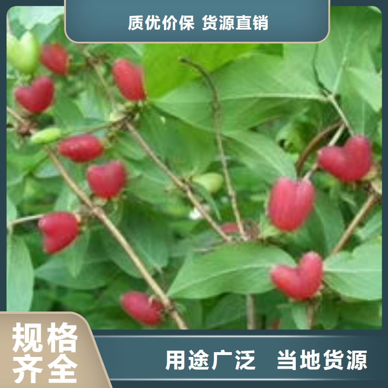 杈杷果生產廠家|杈杷果定制