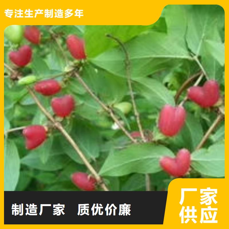 杈杷果、杈杷果廠家-誠信經(jīng)營當(dāng)?shù)貜S家