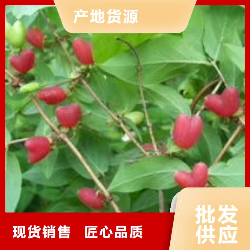 杈杷果制造廠實(shí)力商家供貨穩(wěn)定