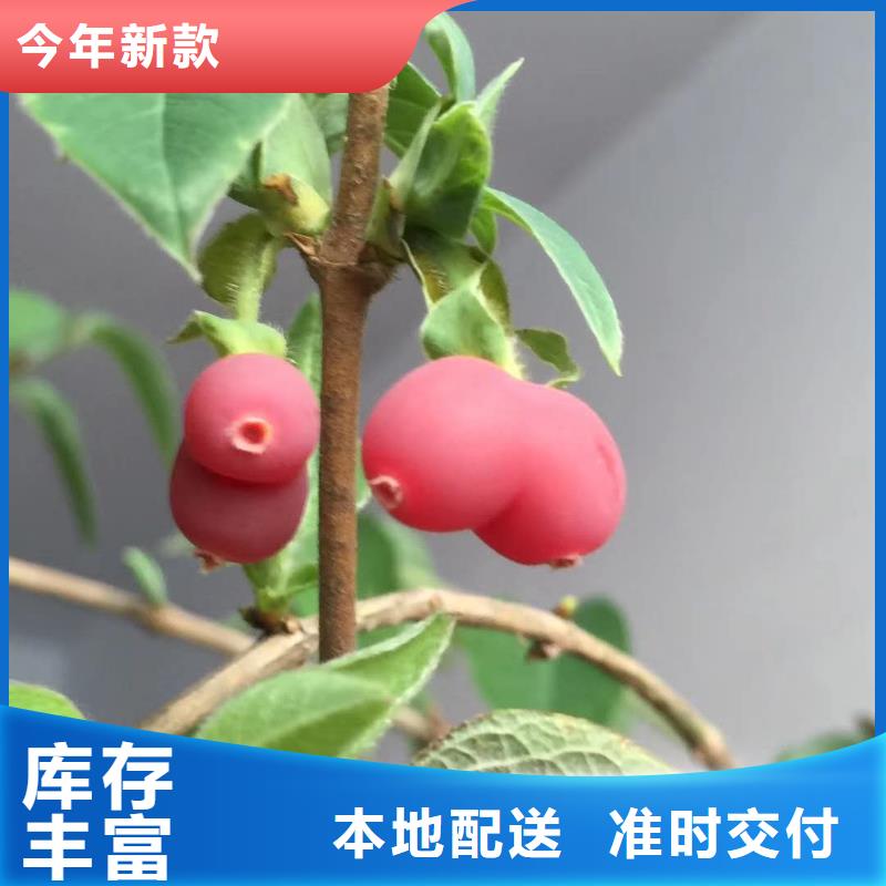 優(yōu)選：杈杷果生產(chǎn)廠家