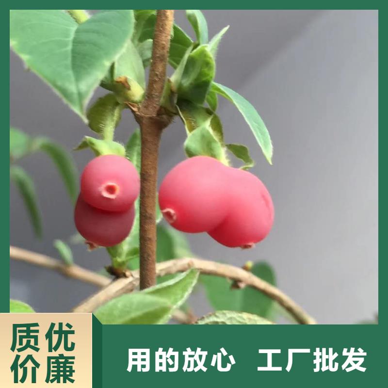 杈杷果、杈杷果廠家-庫存充足