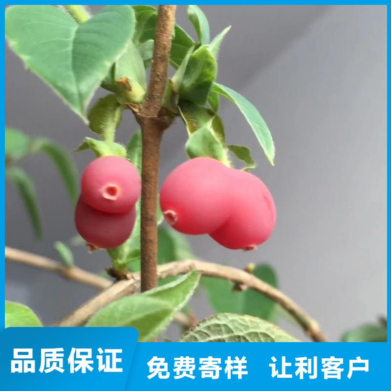 杈杷果-放心采購