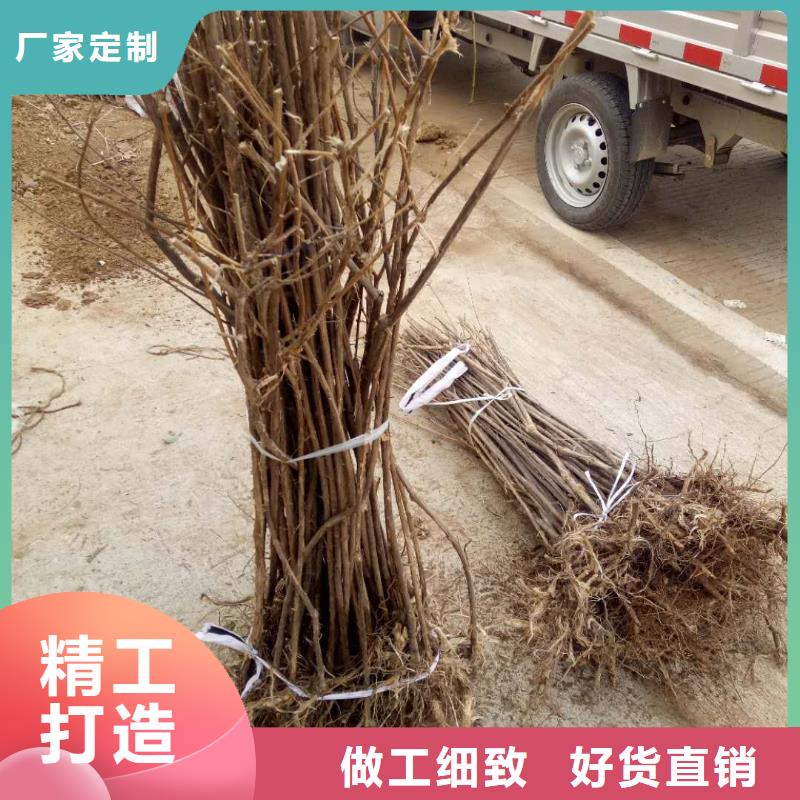 杈杷果廠家-售后服務(wù)好同城生產(chǎn)廠家