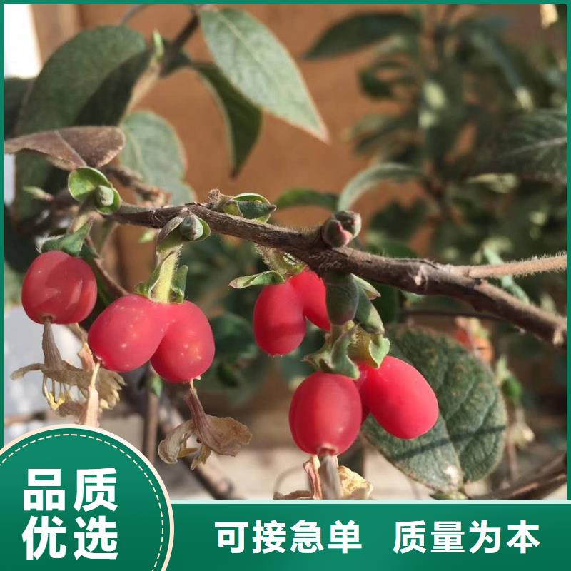 杈杷果質(zhì)優(yōu)價(jià)廉