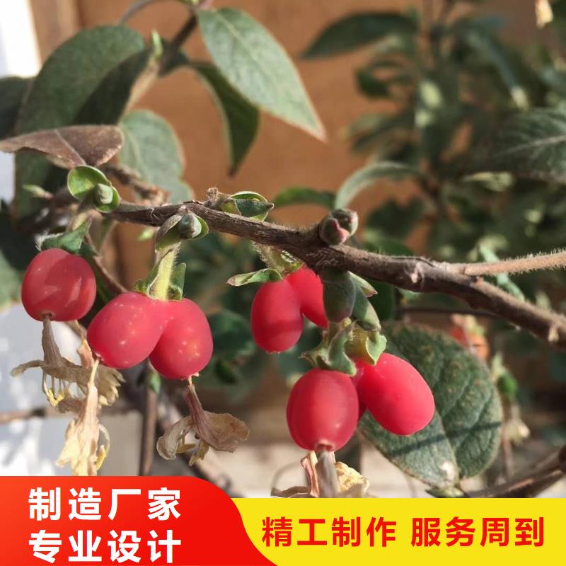 廣受好評杈杷果廠家本地生產(chǎn)廠家