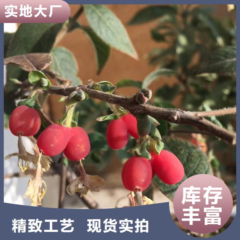 杈杷果正規(guī)廠家