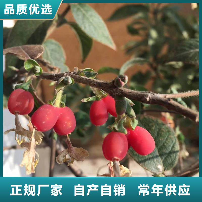 杈杷果廠家現(xiàn)貨直銷