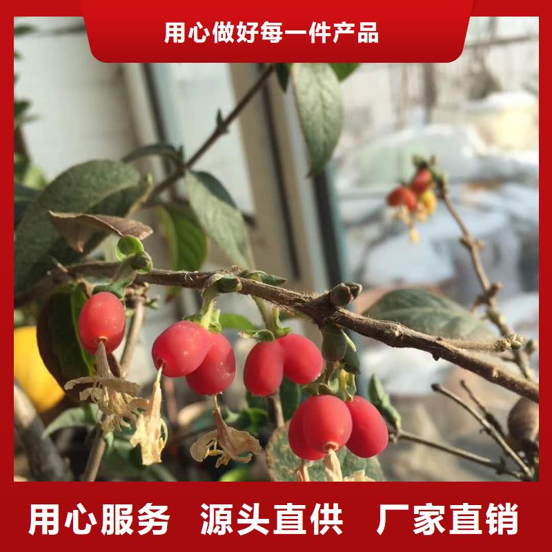 優(yōu)選：杈杷果生產(chǎn)廠家