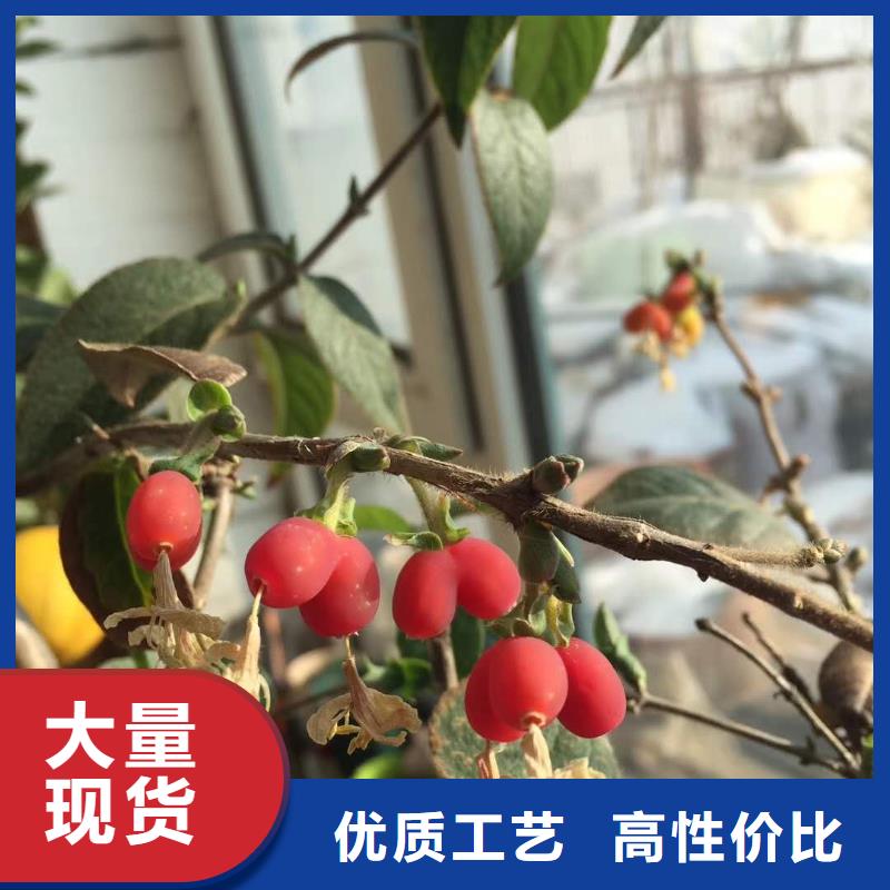 杈杷果源頭廠家報價