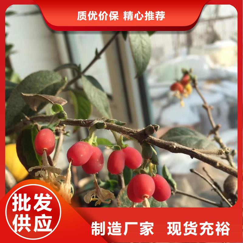 杈杷果規(guī)格尺寸