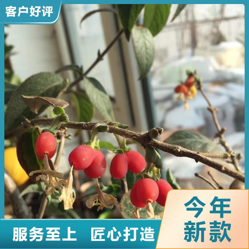 杈杷果歡迎下單本地貨源