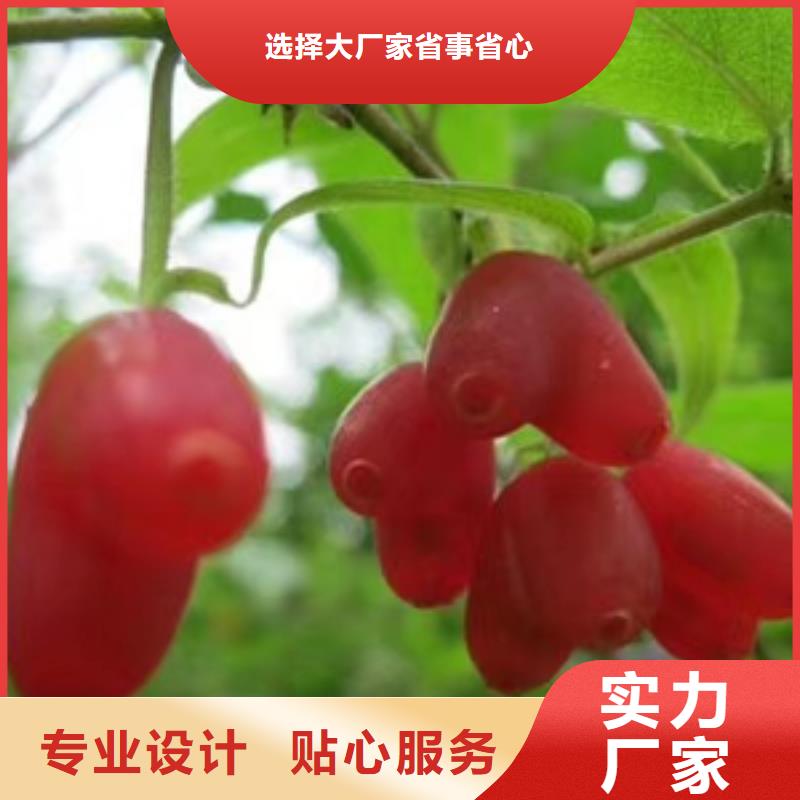 杈杷果廠家現(xiàn)貨直銷