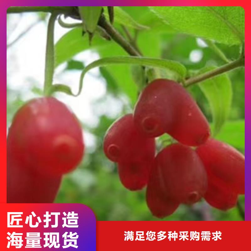 杈杷果、杈杷果廠家-庫存充足
