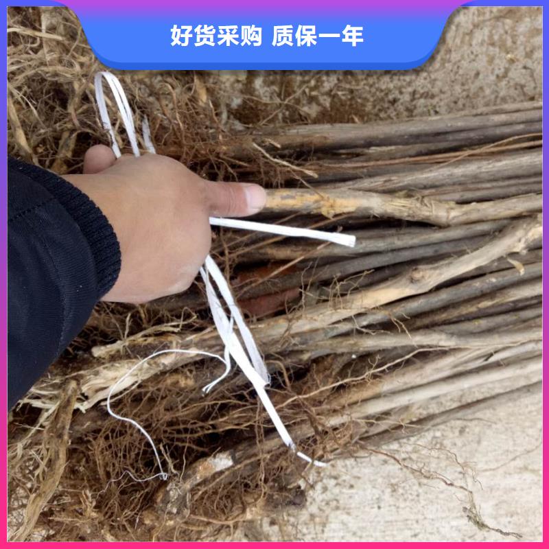 杈杷果_杈杷果