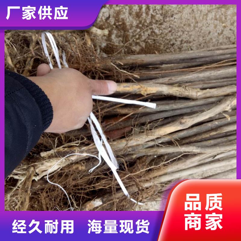 杈杷果廠家現(xiàn)貨直銷
