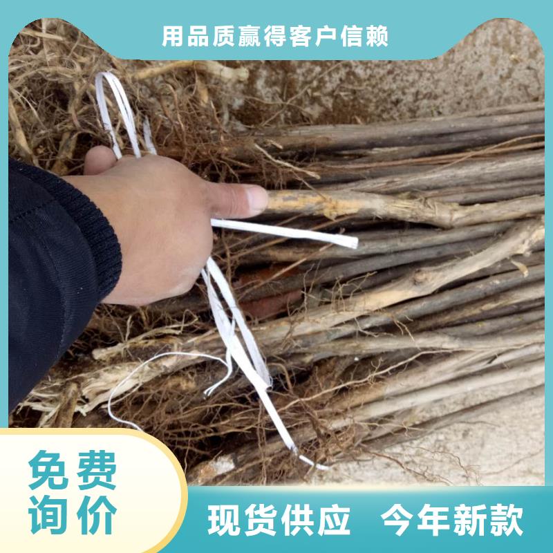 批發(fā)杈杷果的當(dāng)?shù)貜S家實(shí)力大廠家