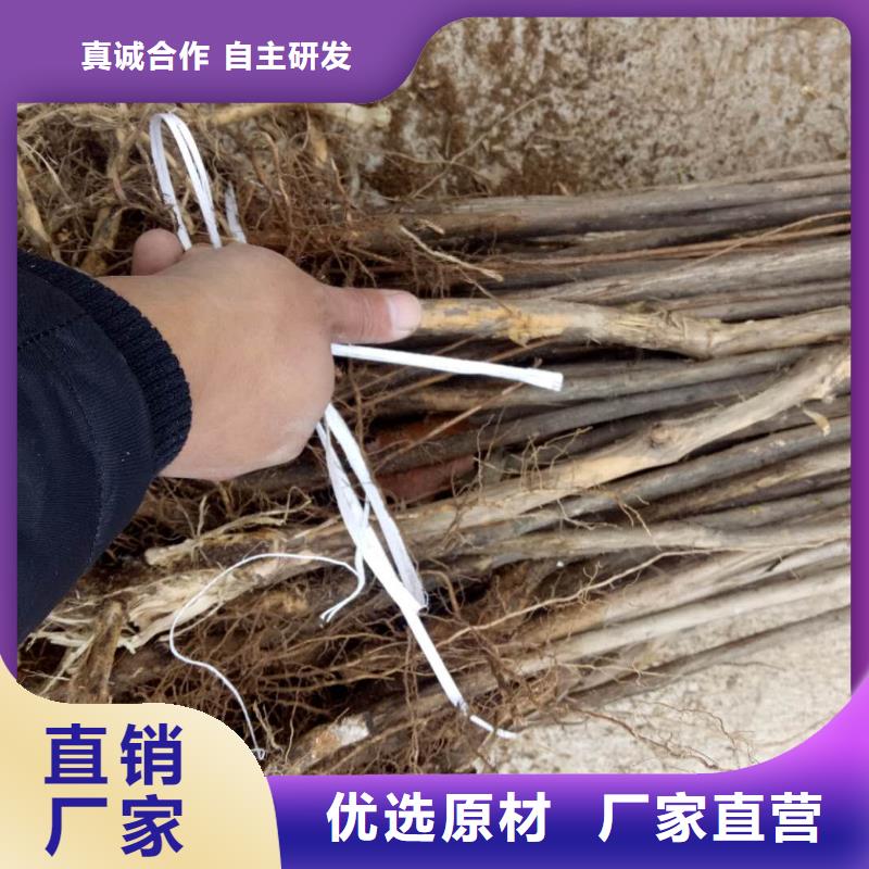 質(zhì)量?jī)?yōu)的杈杷果供貨商