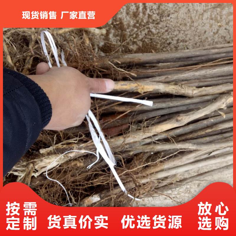 杈杷果品質(zhì)種類多質(zhì)量好