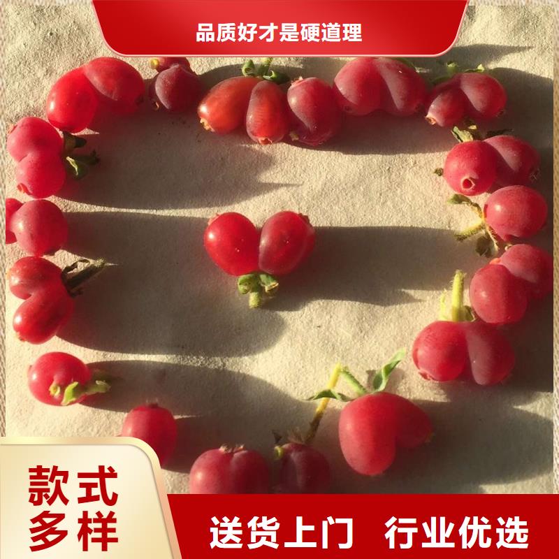 性價(jià)比高的杈杷果公司