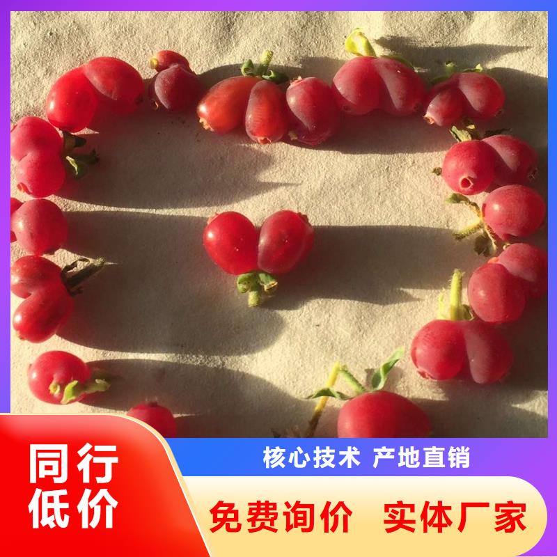 的杈杷果廠家實(shí)力見證