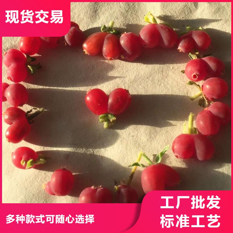 杈杷果源頭廠家報價