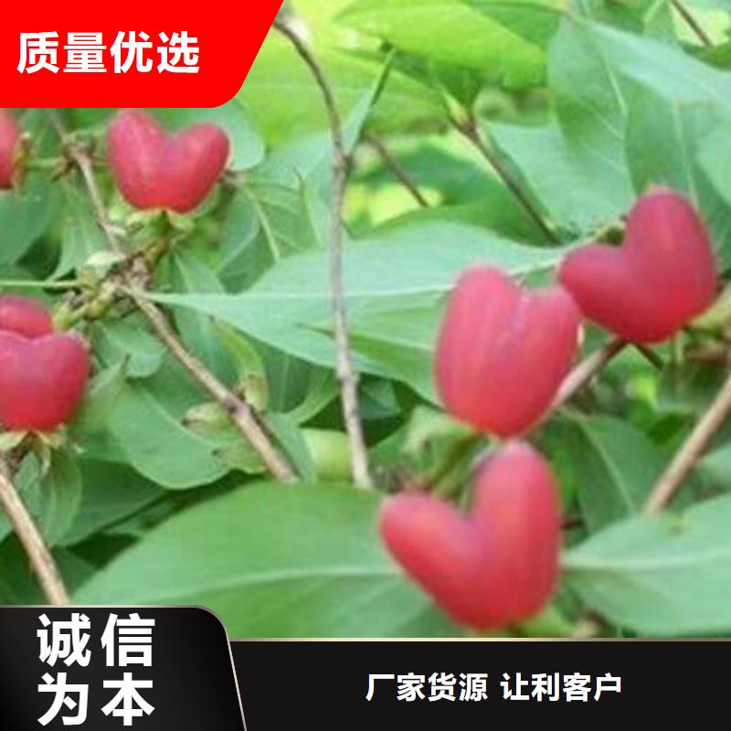 質(zhì)量可靠的杈杷果公司