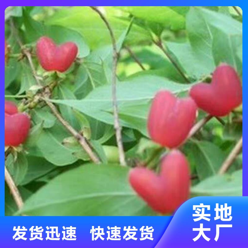 優(yōu)選：杈杷果供應商