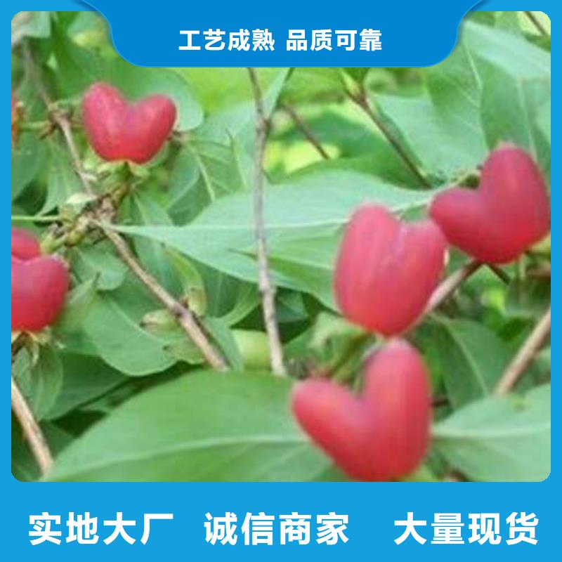 優(yōu)質(zhì)杈杷果-專業(yè)生產(chǎn)杈杷果本地品牌