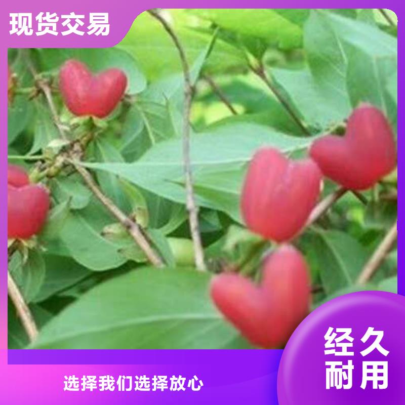 杈杷果-杈杷果專業(yè)生產(chǎn)