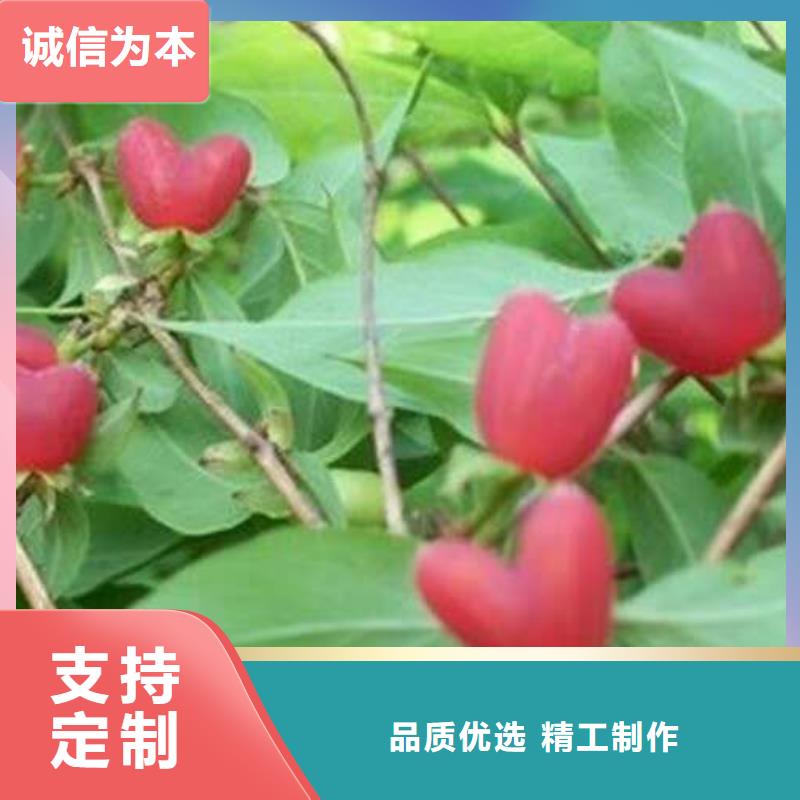 杈杷果-放心采購