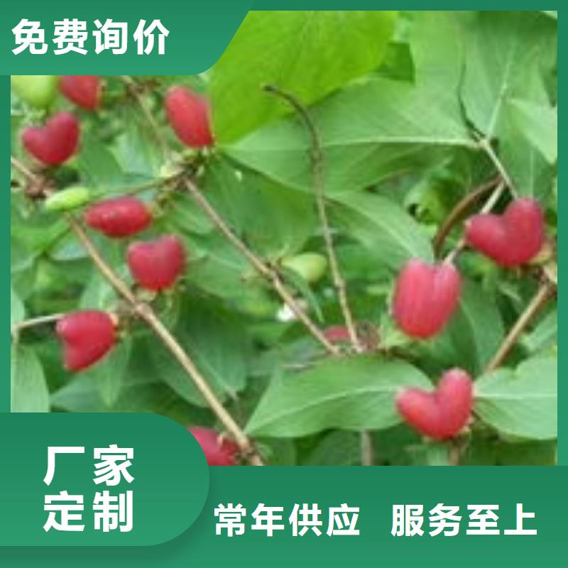 杈杷果源頭工廠