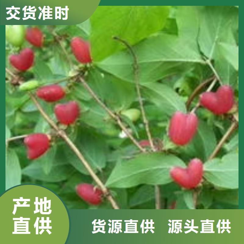 杈杷果現(xiàn)貨銷售廠家