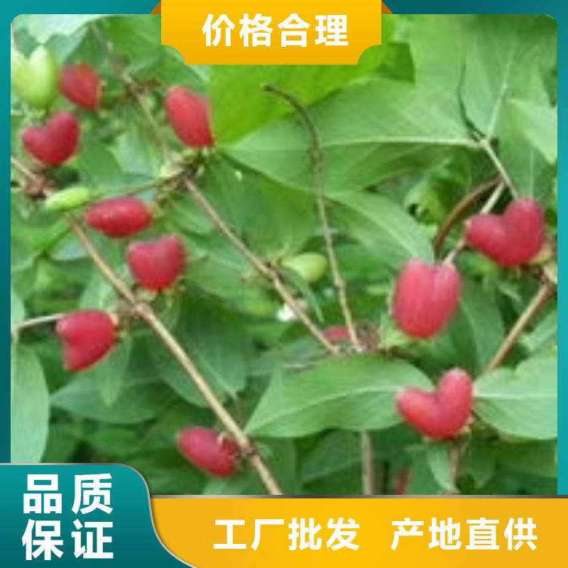定做杈杷果的供貨商