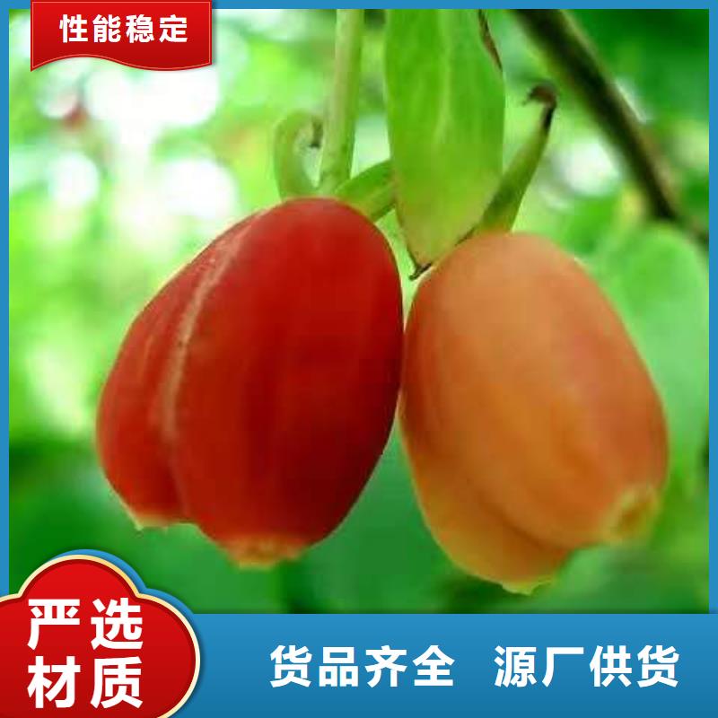 杈杷果品質(zhì)為本